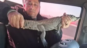 اصطياد تمساح الزوامل بعد حصاره تفاصيل العملية التي أجبرت التمساح على الخروج إلى الشاطئ وحده 1